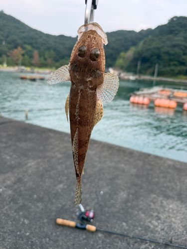 マゴチの釣果