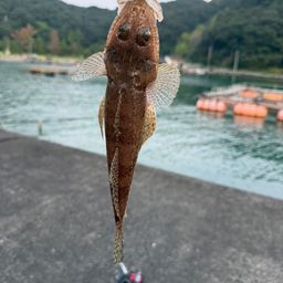 マゴチ