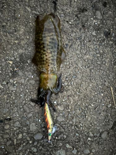 アオリイカの釣果
