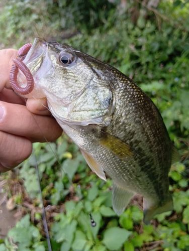 ラージマウスバスの釣果