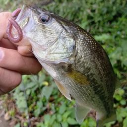 ラージマウスバス