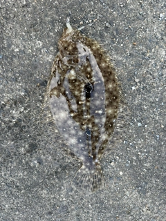 ソゲの釣果