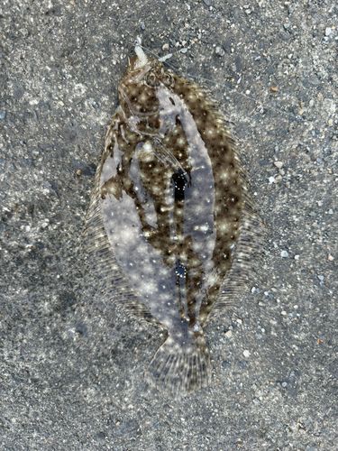 ソゲの釣果