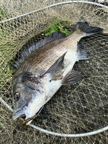 チヌの釣果