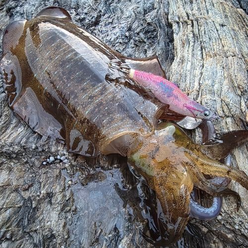 アオリイカの釣果