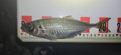 マアジの釣果