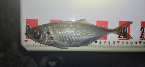酒匂川河口