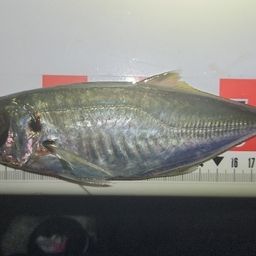 マアジ