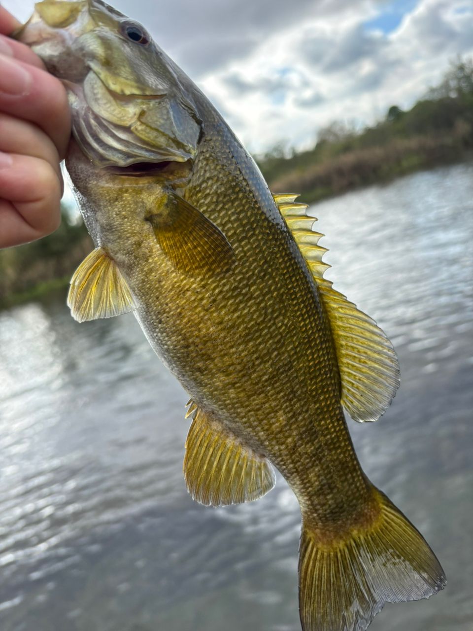 スモールマウスバス