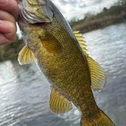 スモールマウスバス