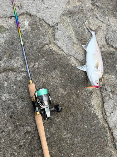 カンパチの釣果