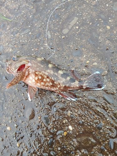カサゴの釣果
