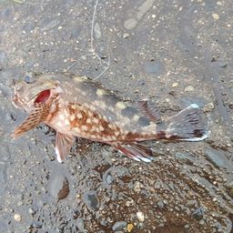 カサゴ