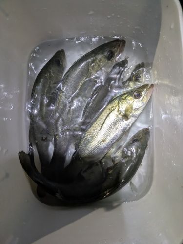 セイゴ（マルスズキ）の釣果