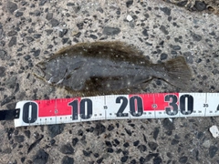 ヒラメの釣果