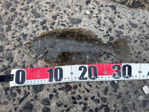 ヒラメの釣果