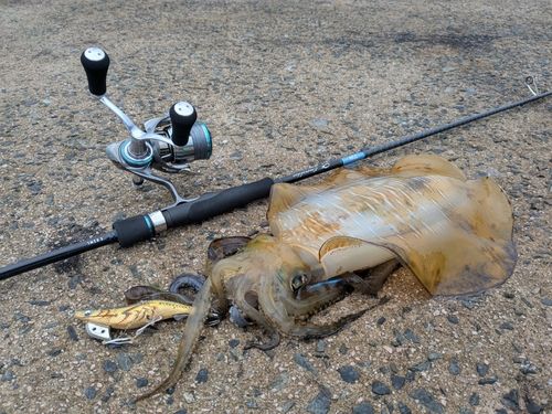 アオリイカの釣果