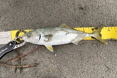 ワカシの釣果