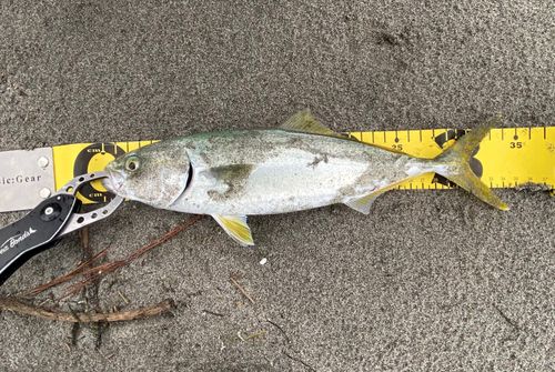 ワカシの釣果