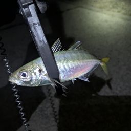 アジ