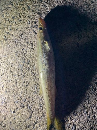カマスの釣果