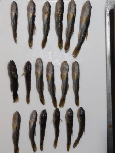 ハゼの釣果