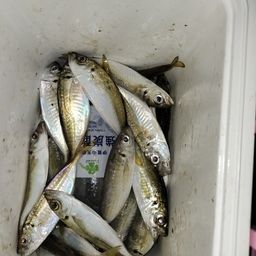 アジ