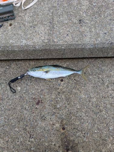 メジロの釣果
