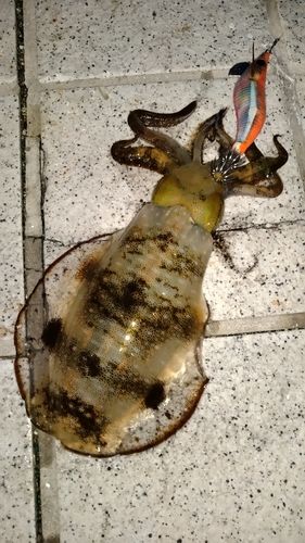アオリイカの釣果