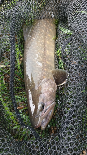 ヤマトイワナの釣果