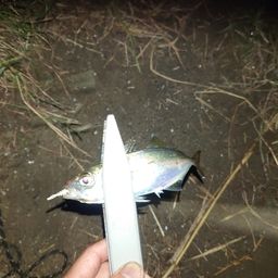 アジ