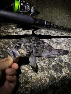 クロソイの釣果