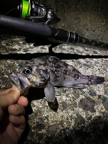 クロソイの釣果