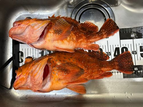 ウッカリカサゴの釣果