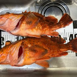 ウッカリカサゴ