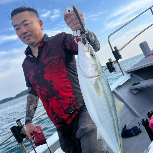 ブリの釣果