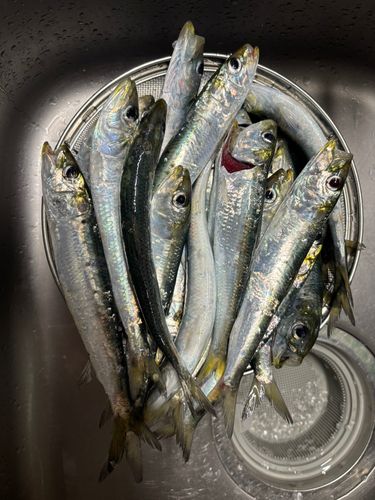 マイワシの釣果