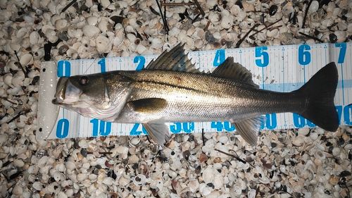 シーバスの釣果