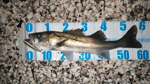 シーバスの釣果