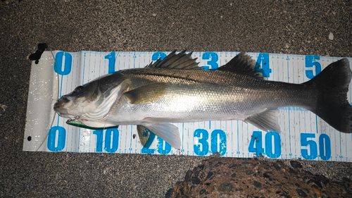 シーバスの釣果