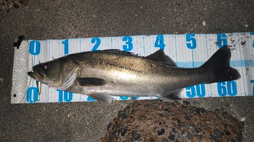 シーバスの釣果