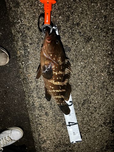 アコウの釣果