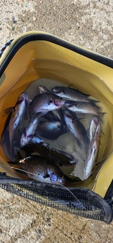 田ノ浦漁港