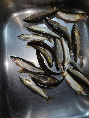 アユの釣果