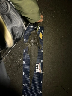 マゴチの釣果