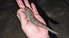 マハゼの釣果