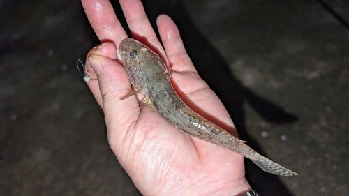 三河湾