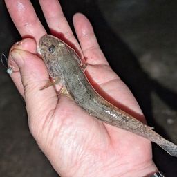 マハゼ