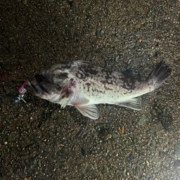 クロソイ