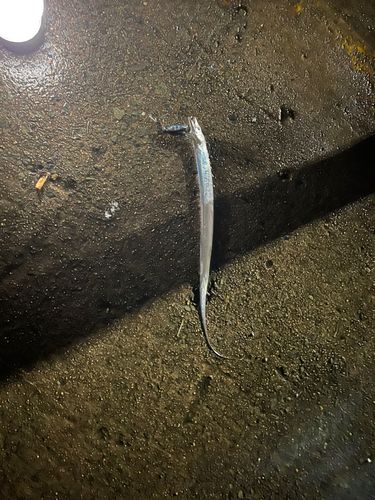 タチウオの釣果